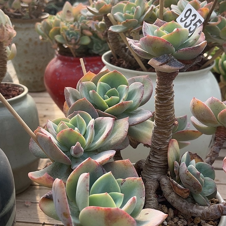 阿***星935白凤脱土收货不退不换