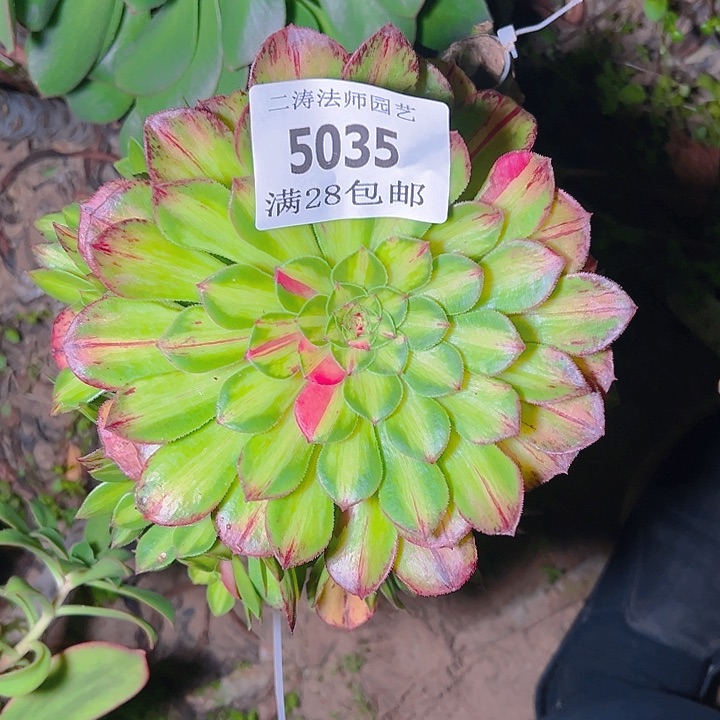 5035无根知否多肉植物