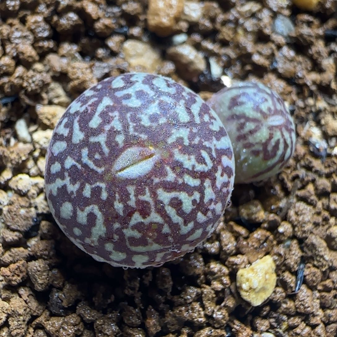 2.3多肉紫体超墨16号