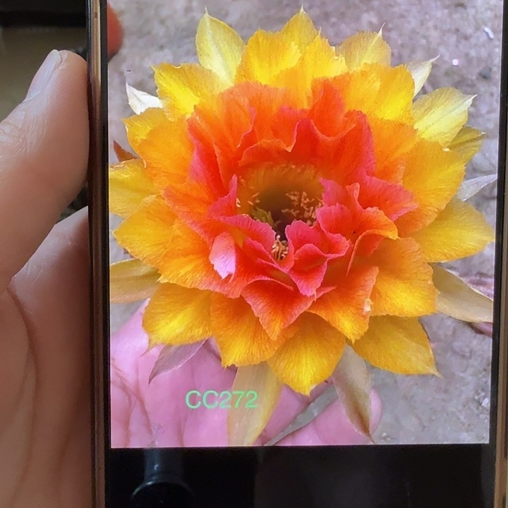 仙人球彩草歪cc272