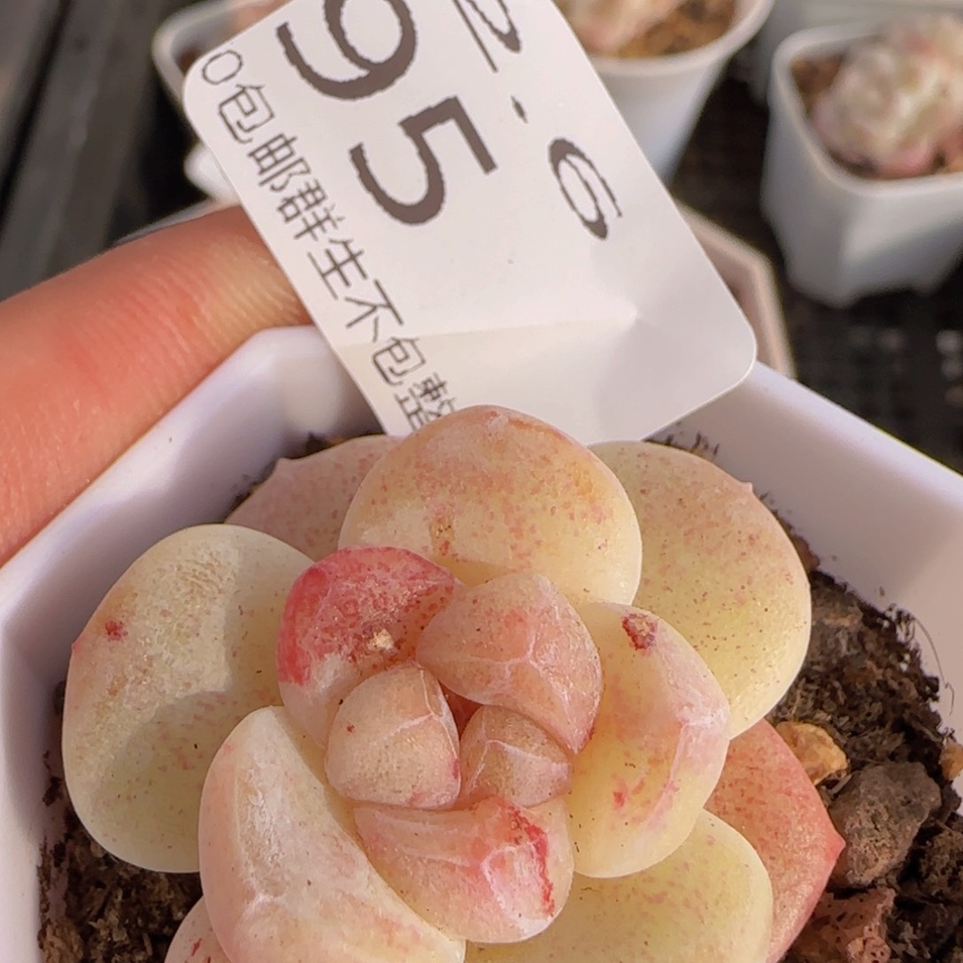 冰玉石化单头一颗