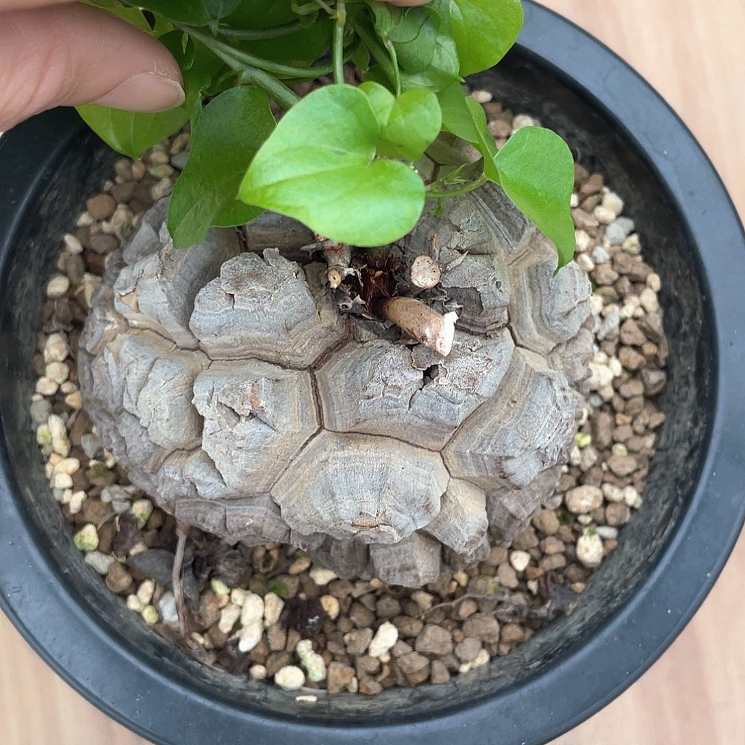 2号日系福利特价龟9公分带瑕