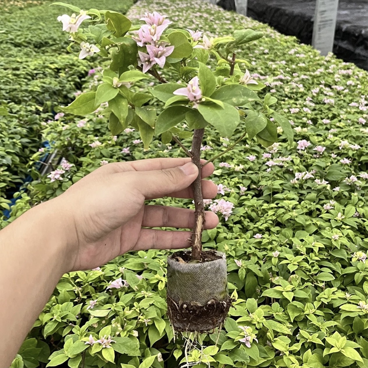 （不带花粉星星）精品包邮包对版包售后一个月三角梅