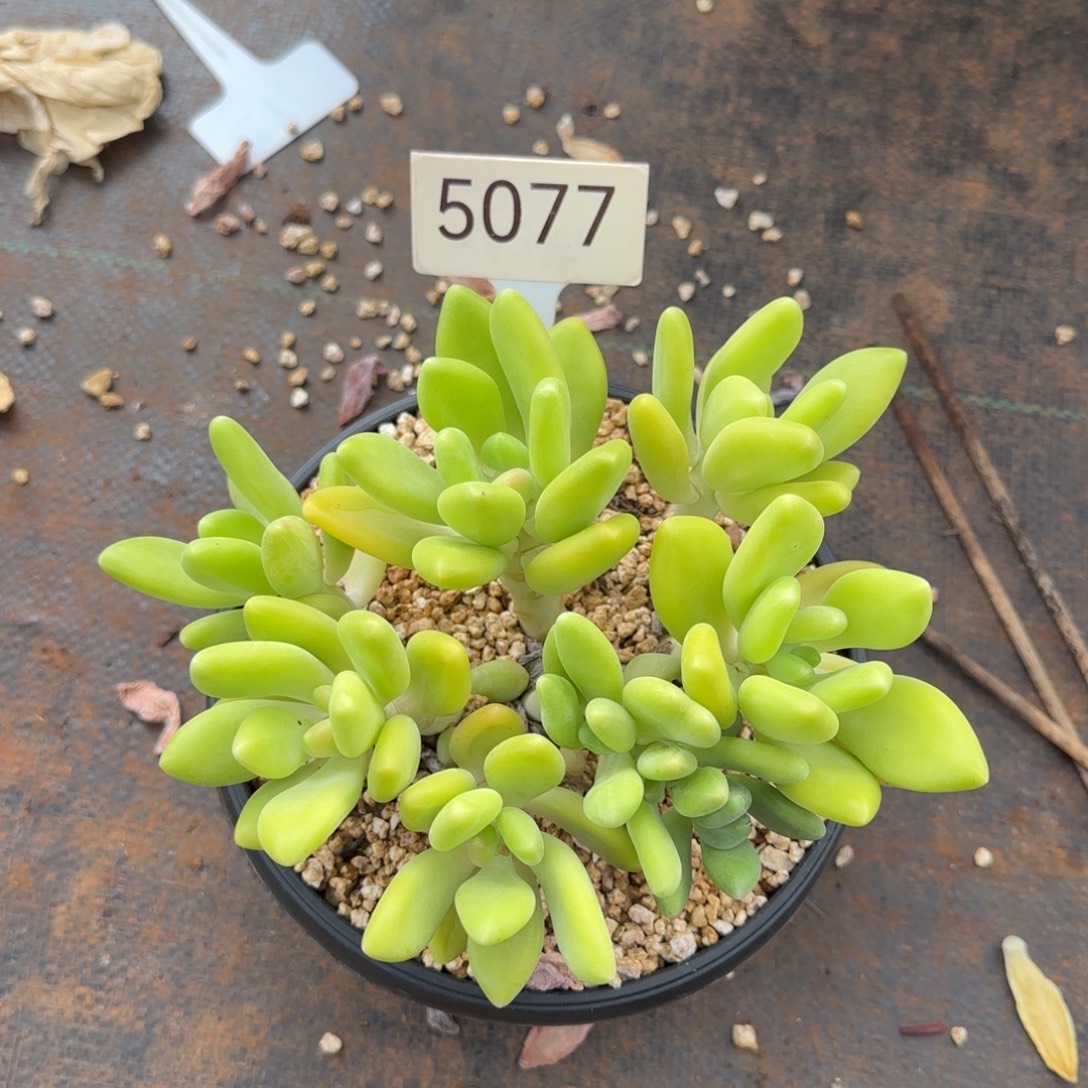 Kk 美人。   5077号。    