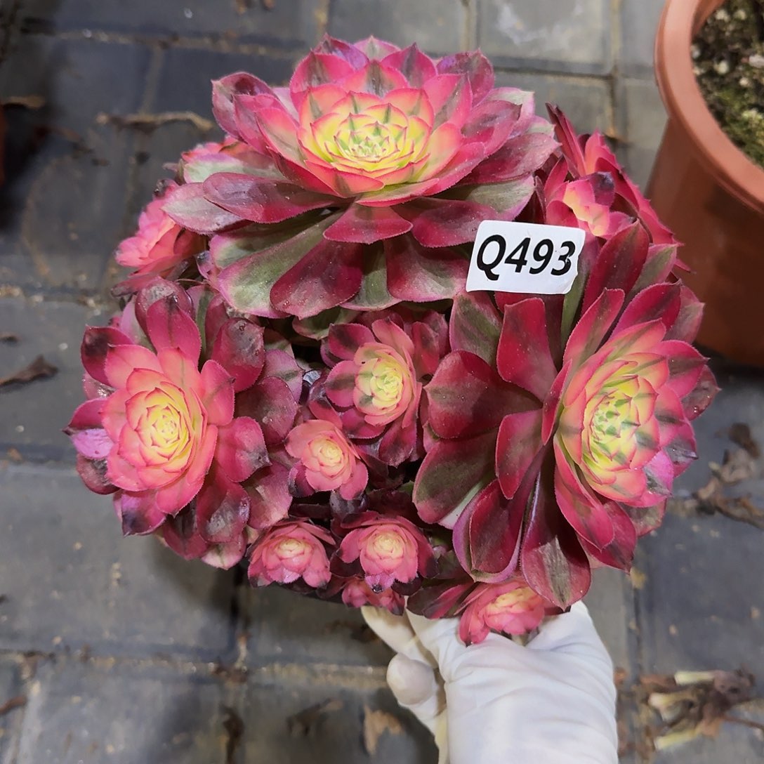 493荔枝丛林44冠服18左右小颗的