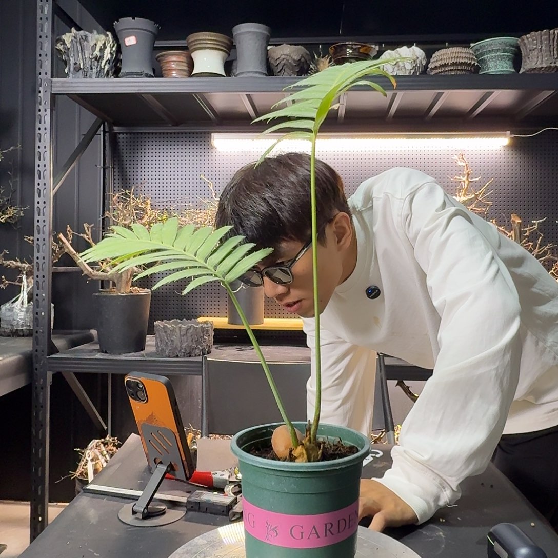 巨型双子铁带盆土