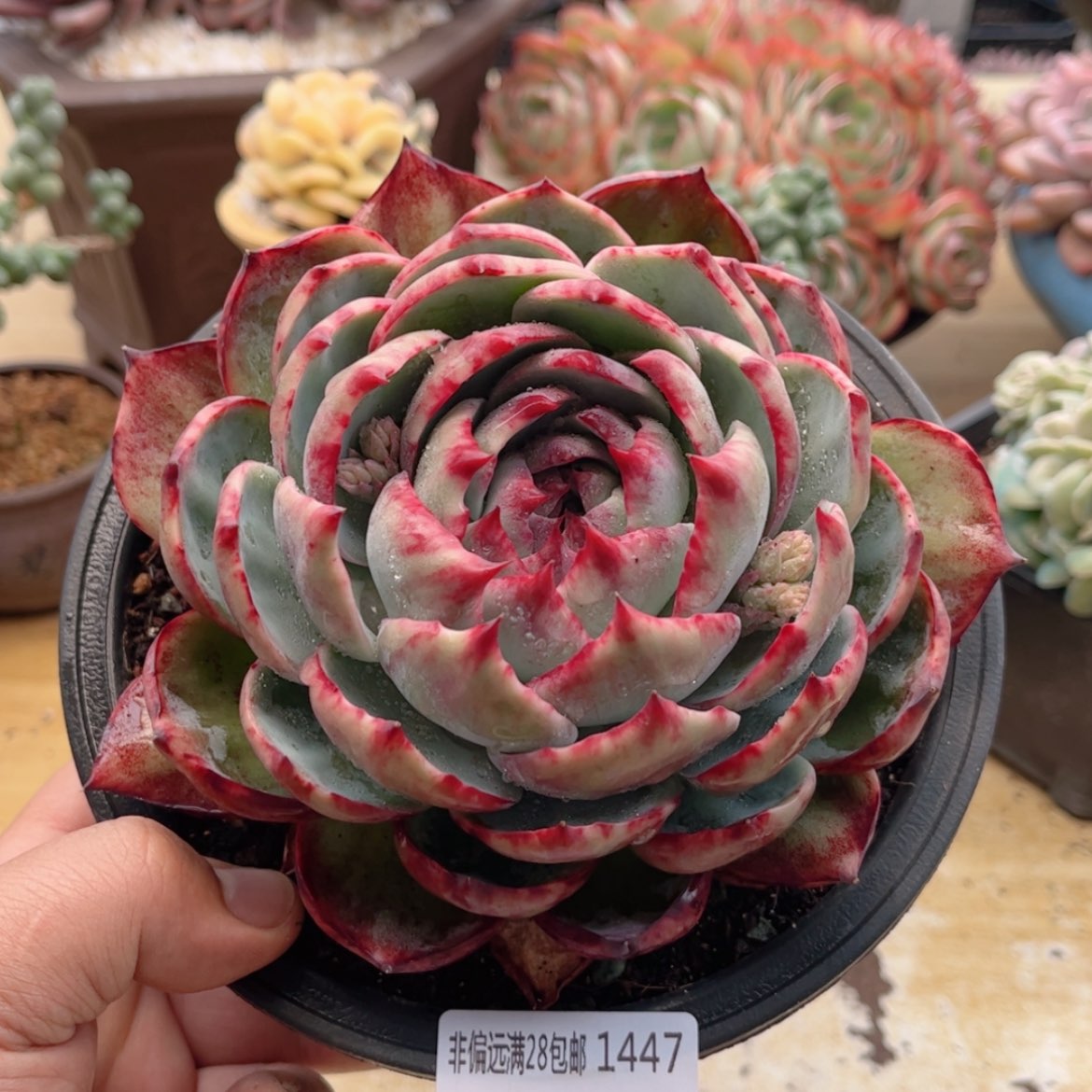 【闪购商品】1447锦鸿