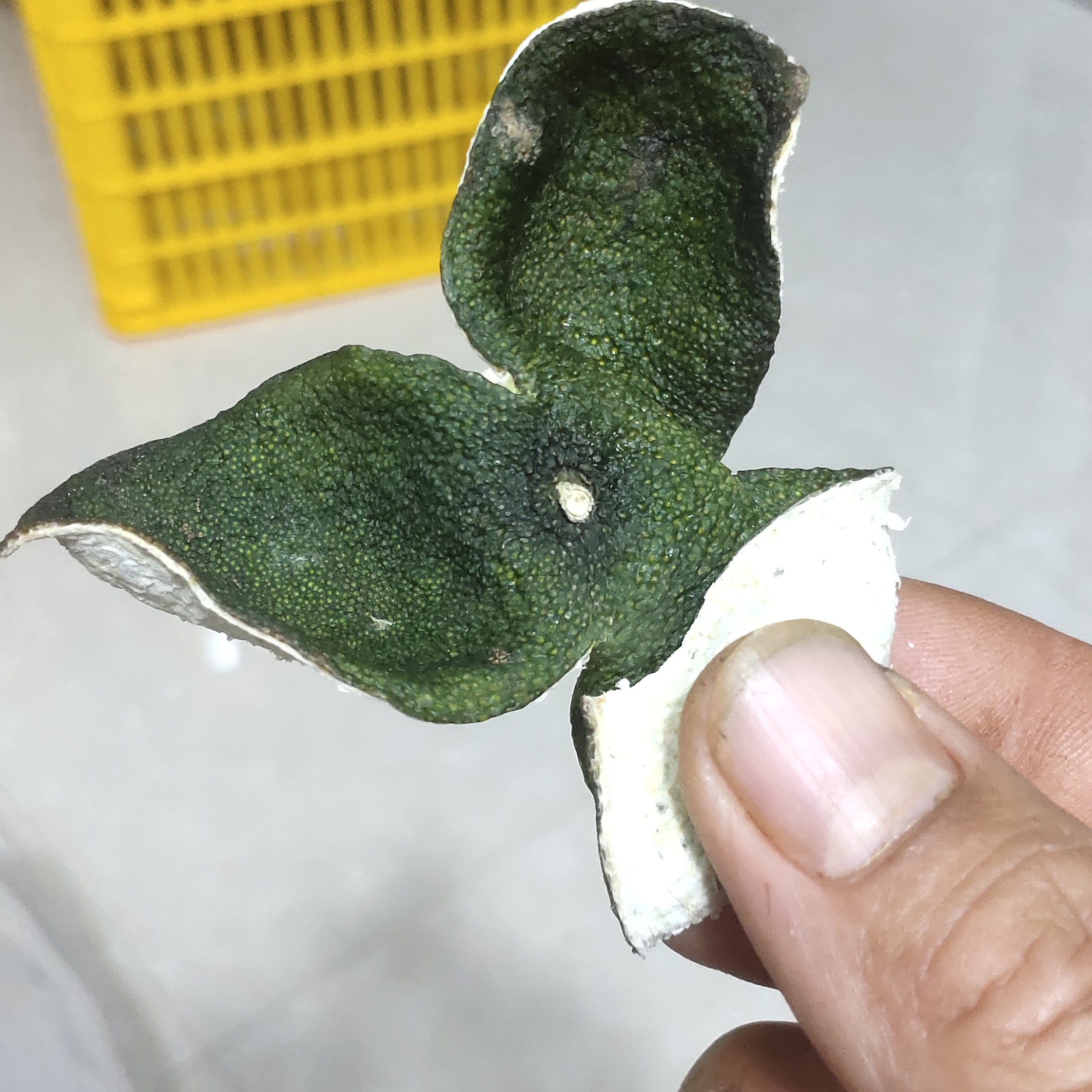 2025年茶枝柑冬青皮