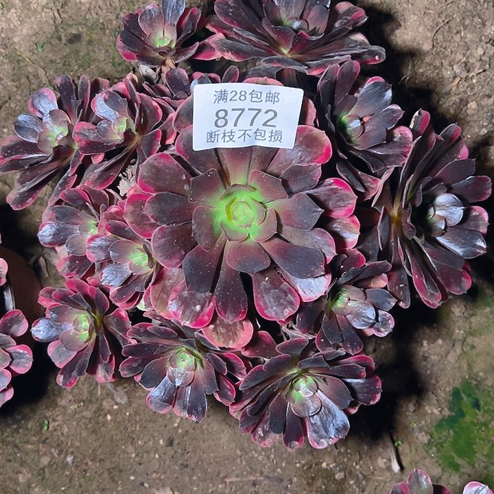 8772爱神多肉植物