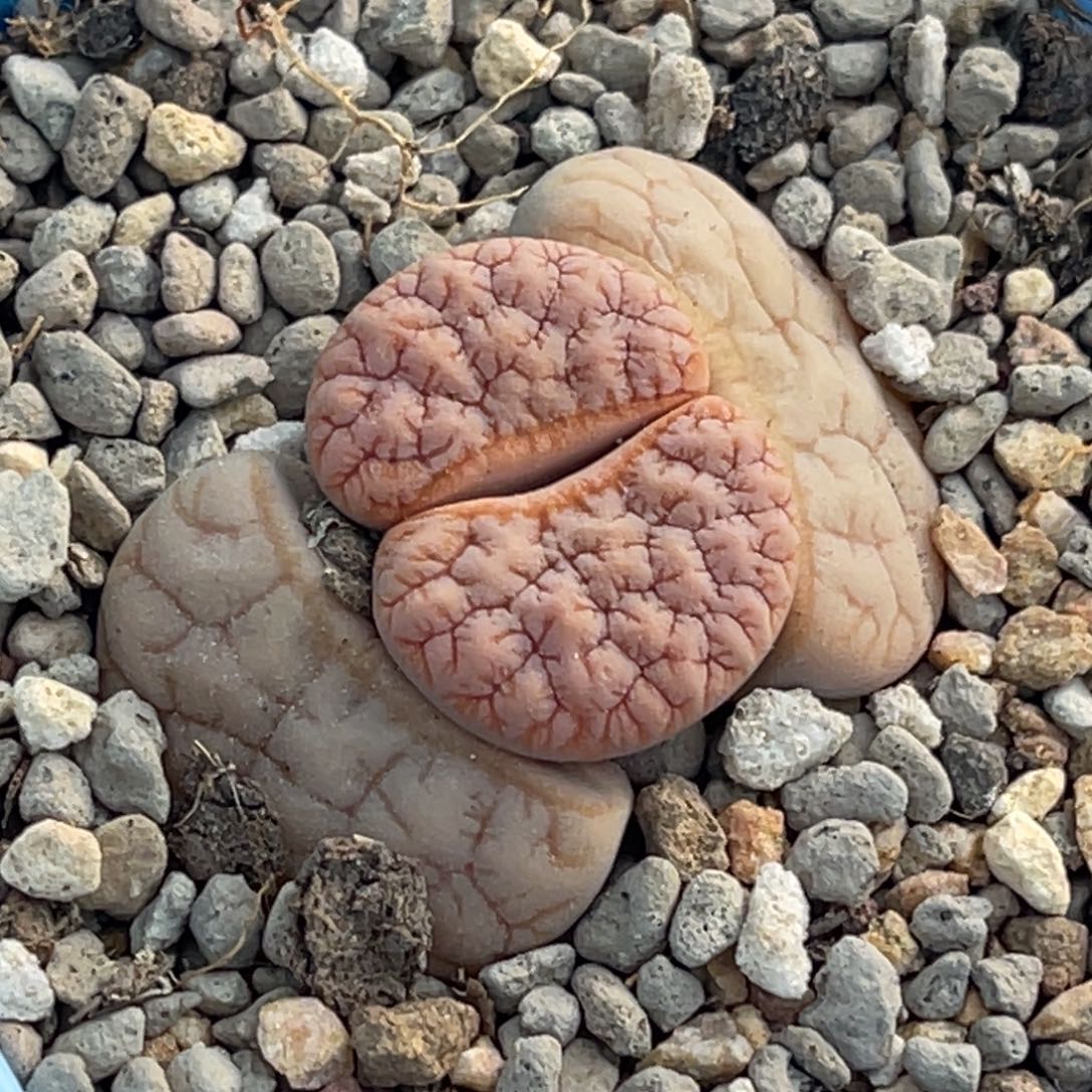 奇***林7279睫毛荒一颗。    