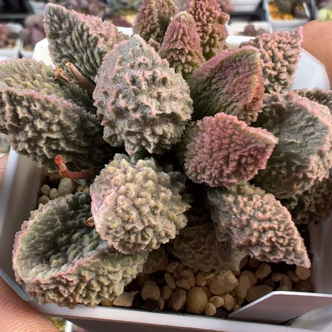 024-9179叶片叶片叶片