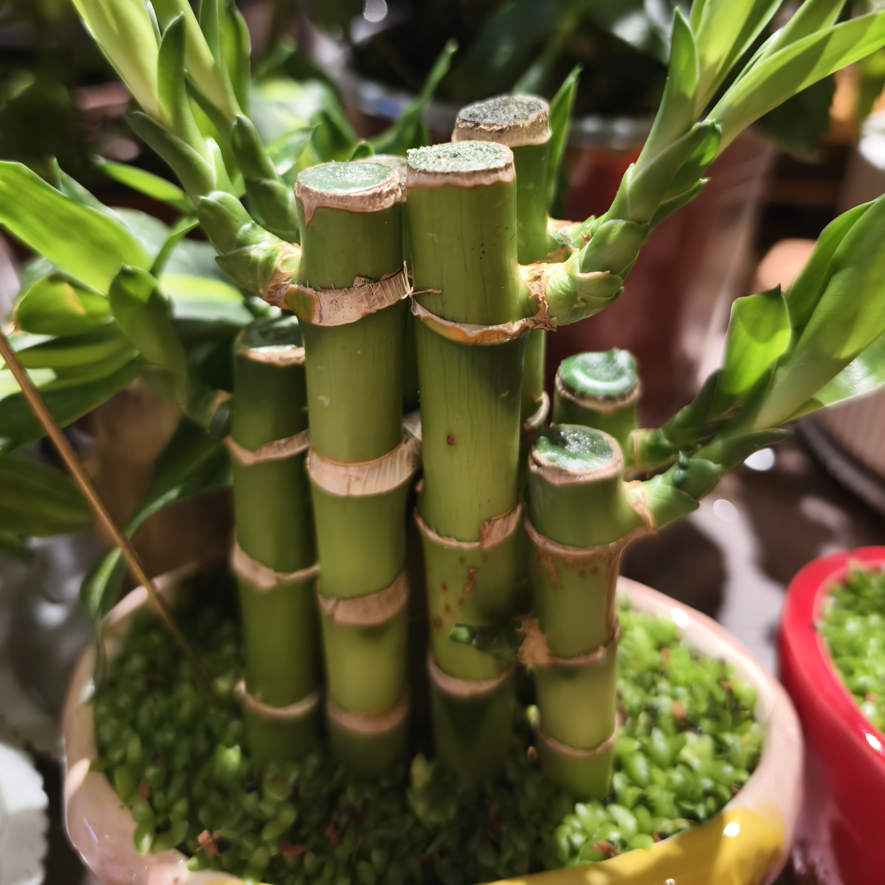 小森林任选一个 包配送