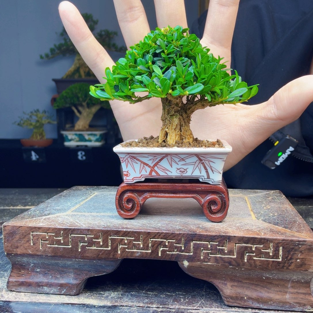 唯***。无花朵黄杨盆景一物一拍