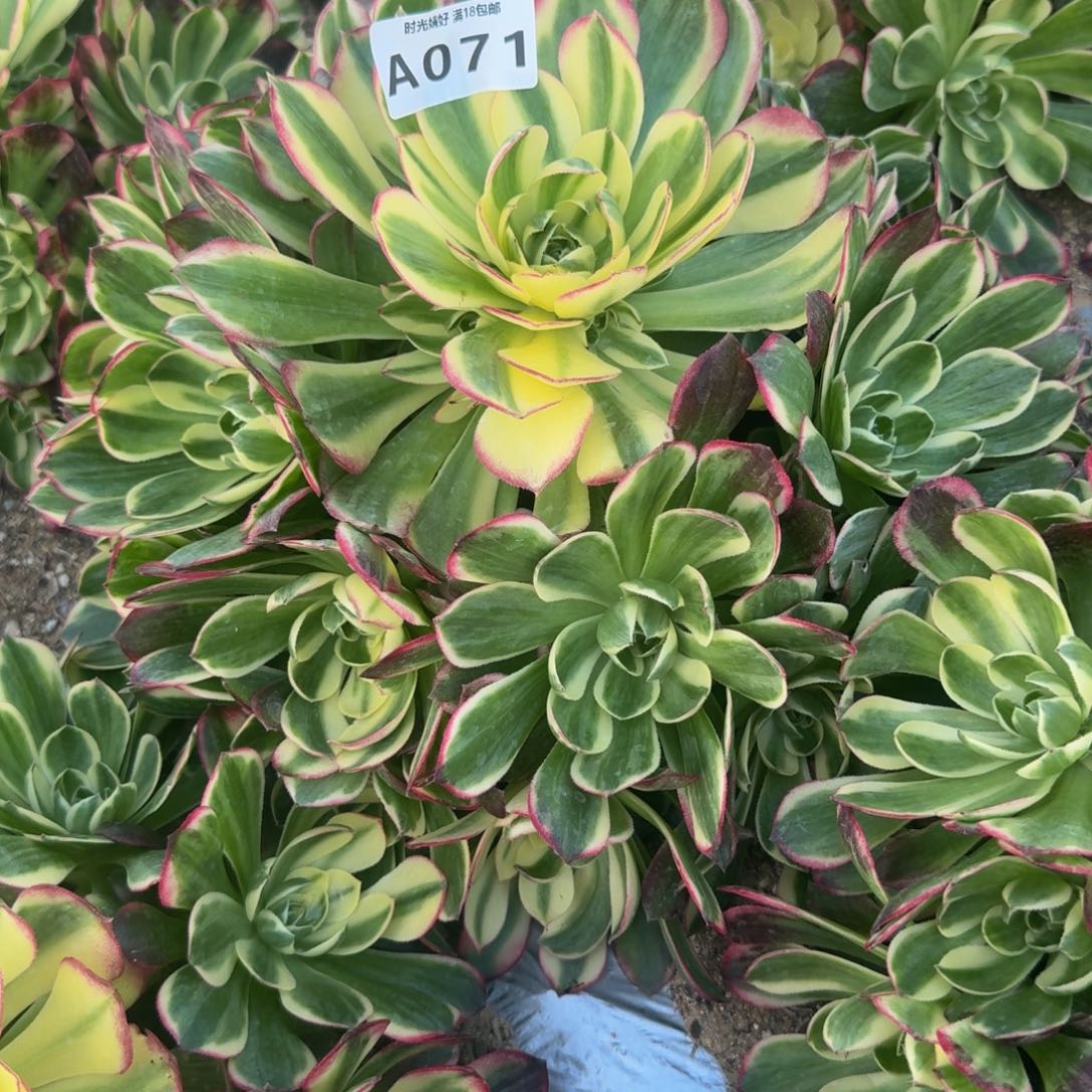 071海鲜。多肉植物
