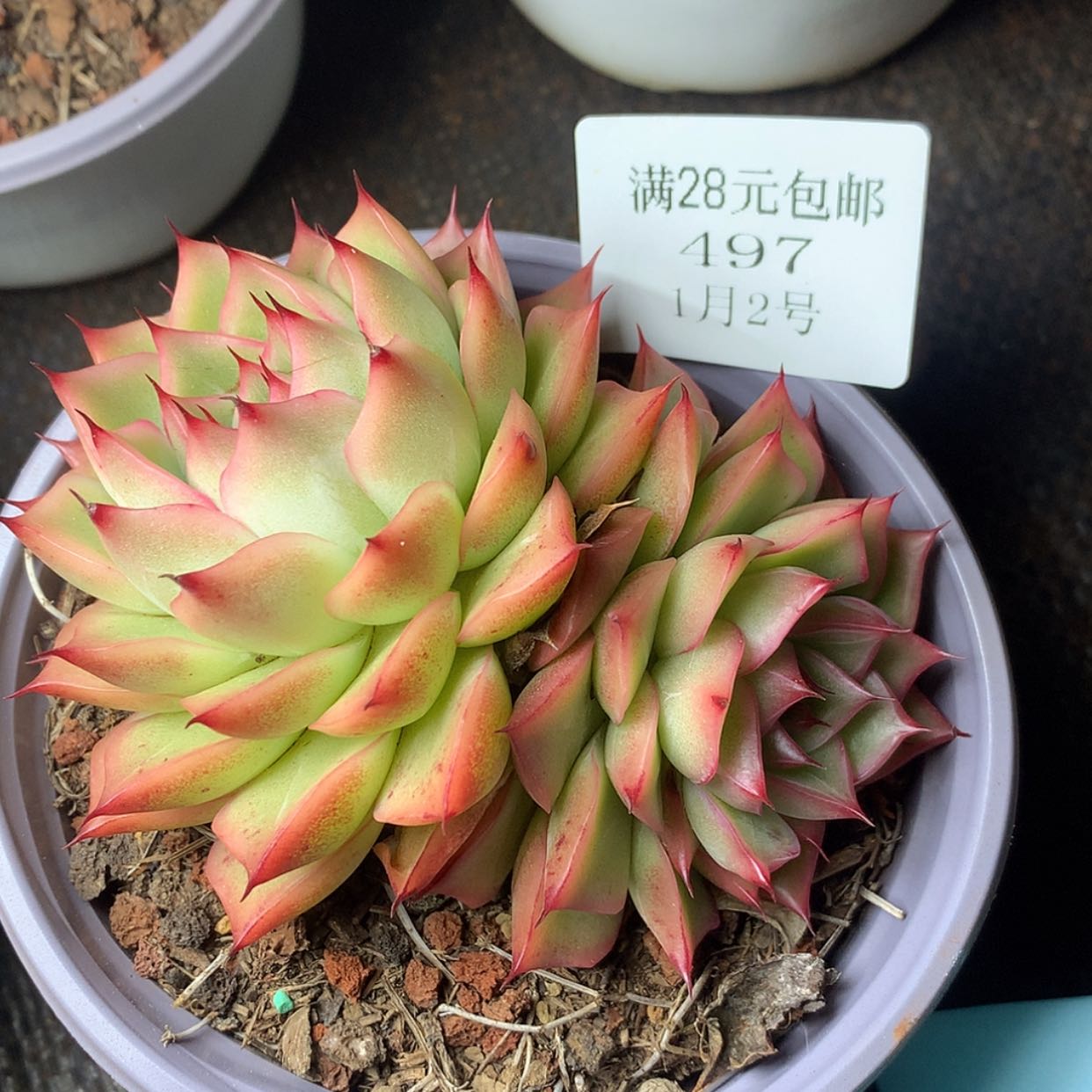 【闪购商品】云497号