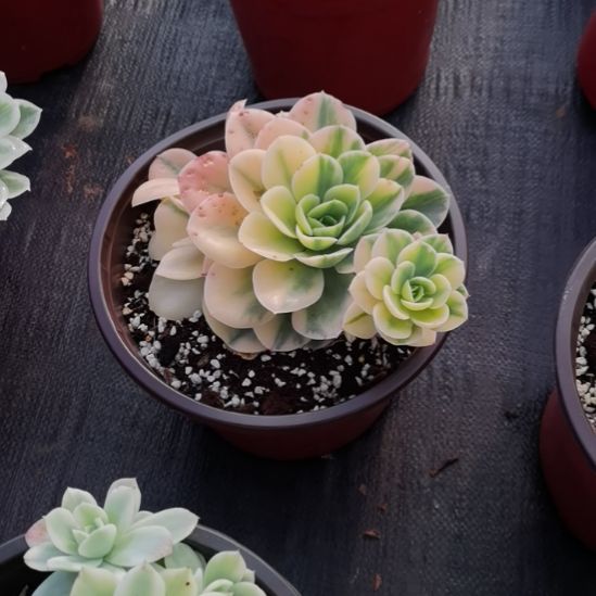 星娜塔白覆轮锦（包菜家里的）