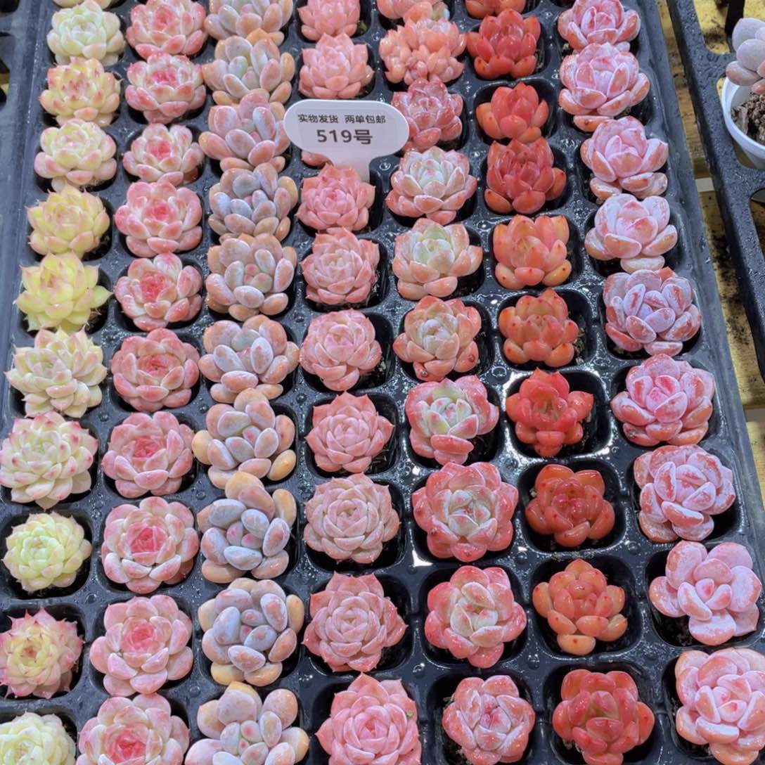 519号 开播福利高货小可爱美肉7个