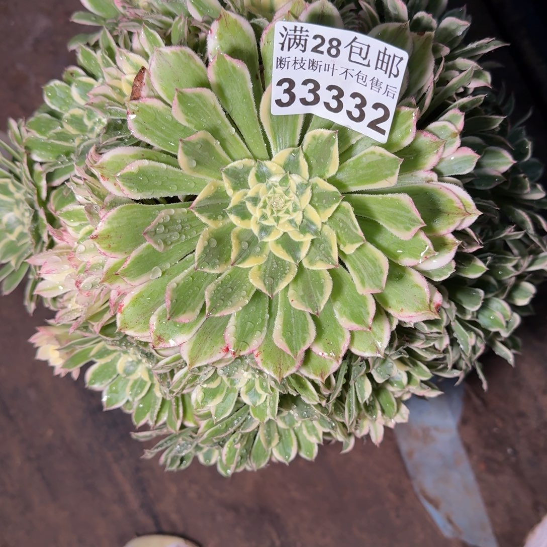 33332白同白多肉植物