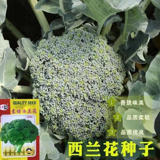 西兰花种子春夏秋季花椰菜籽耐热抗寒四易种