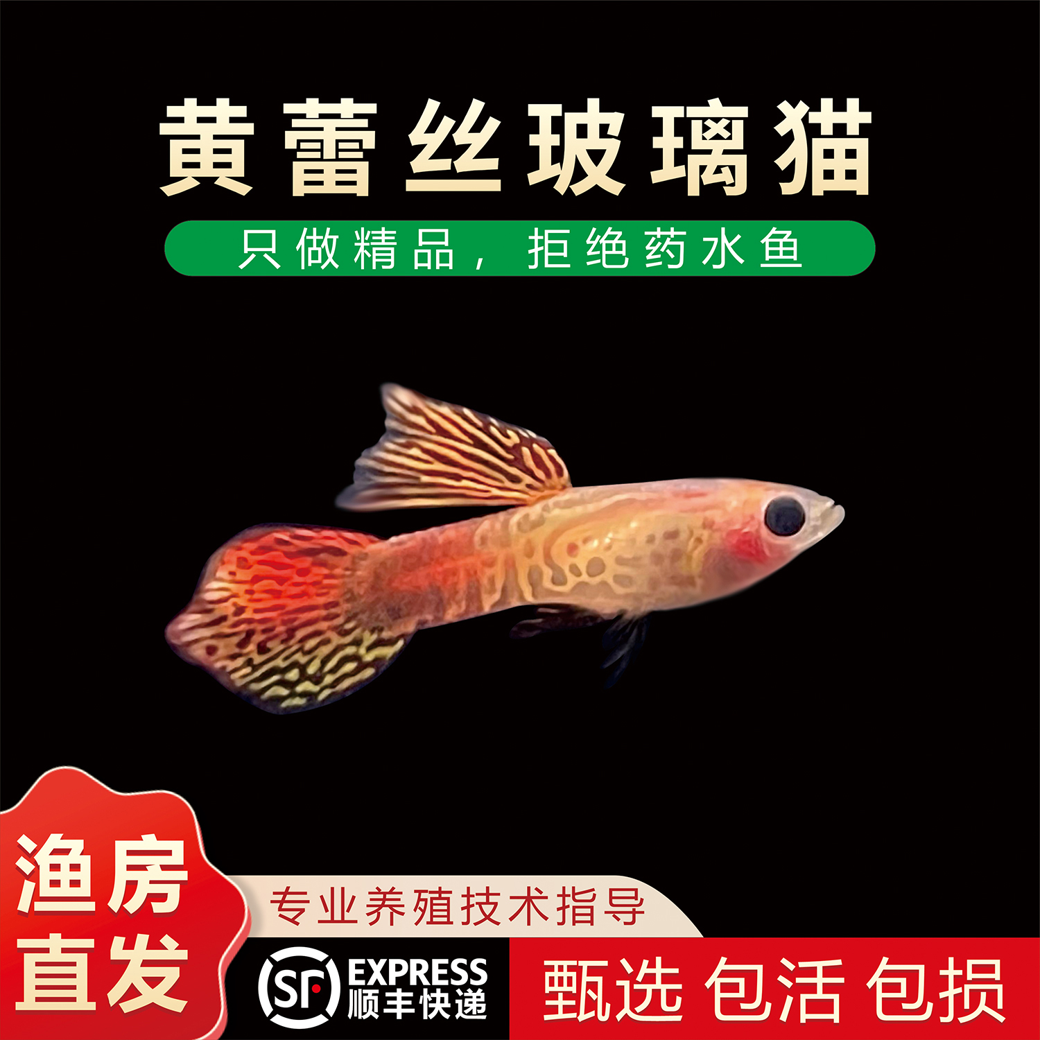 精品黄玻璃猫孔雀鱼熊猫眼耐活透明肚胎生小型观赏鱼孔雀鱼观赏鱼