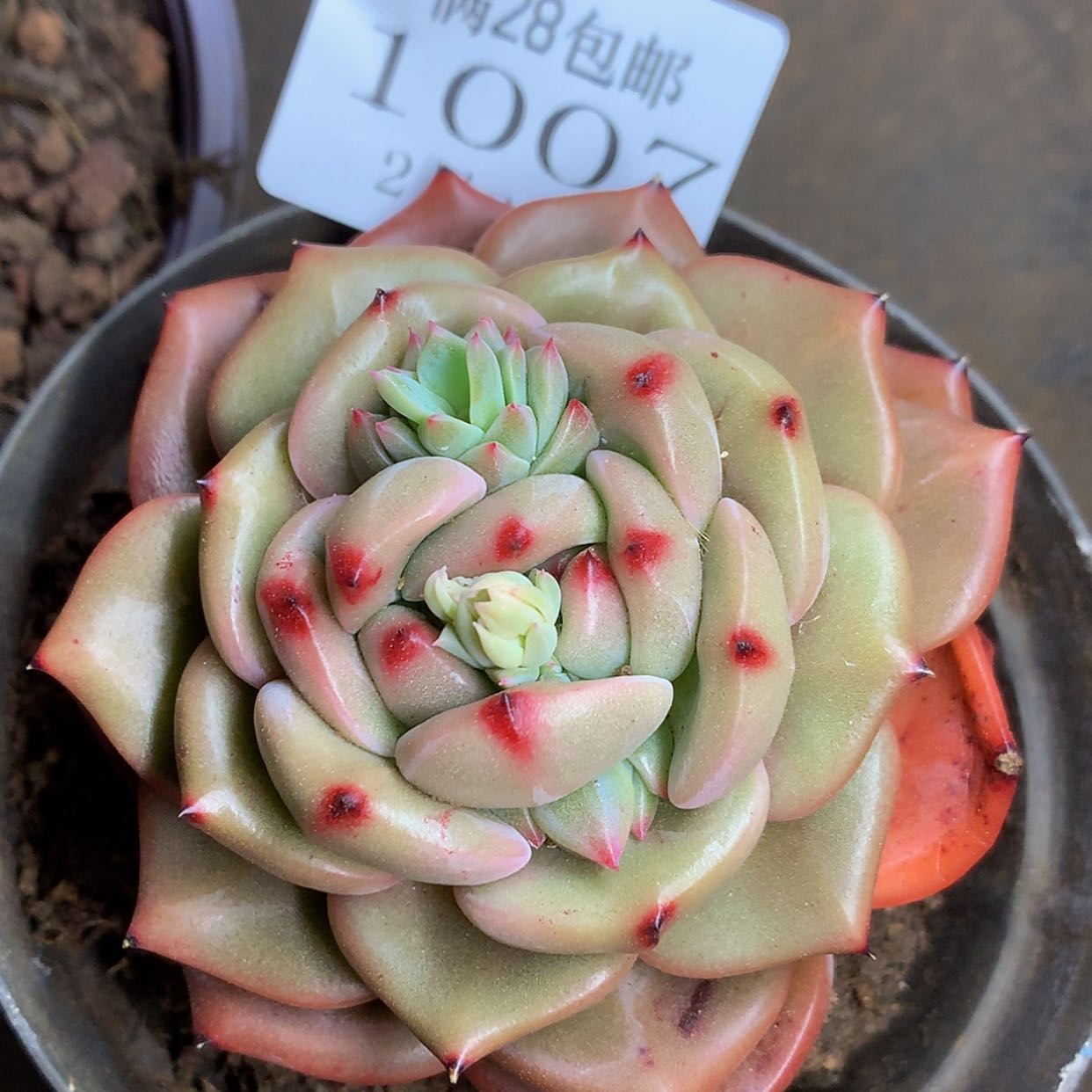 【闪购商品】云1007