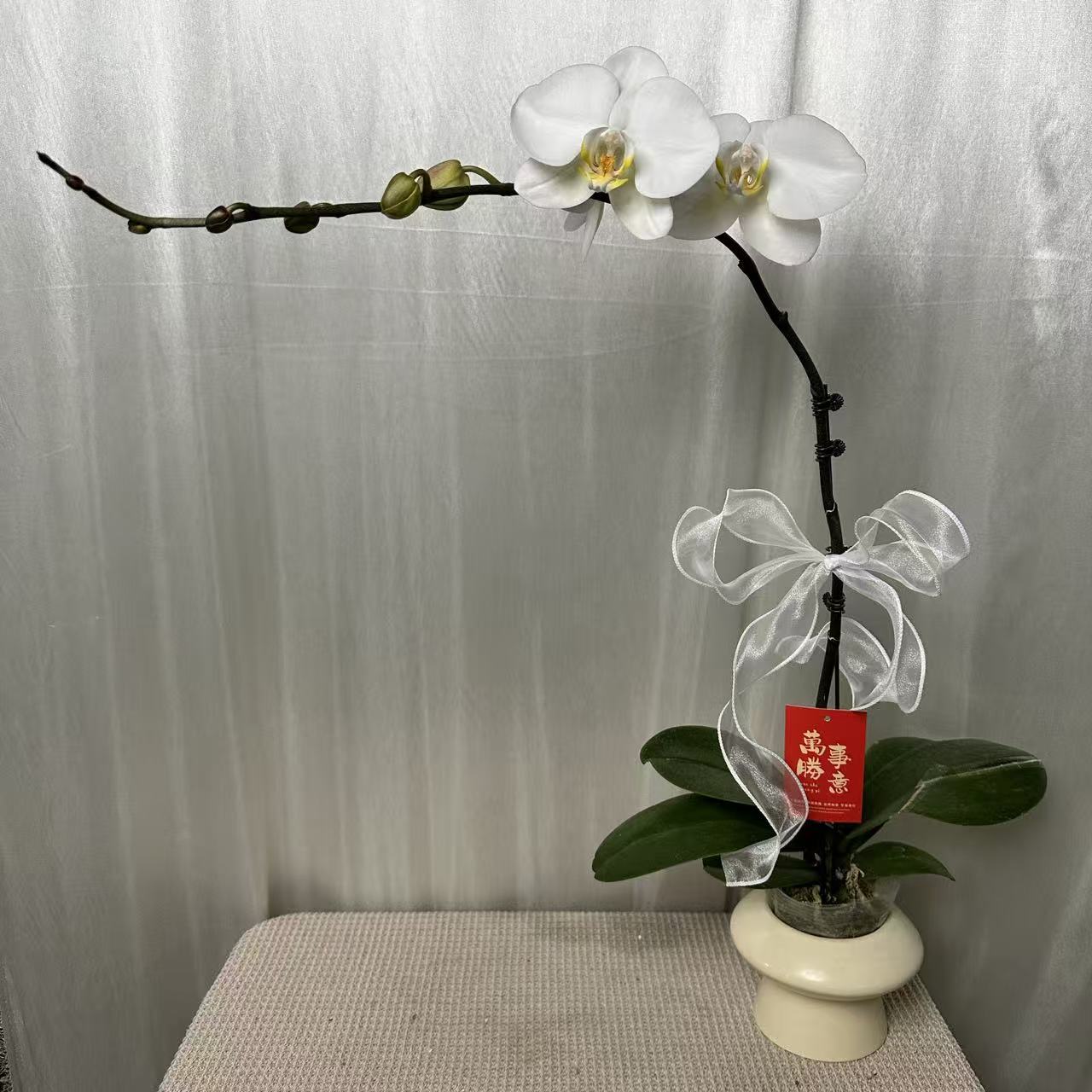 蝶之花【大白】白色系 稀有品种蝴蝶兰 送人送礼  办公桌前台