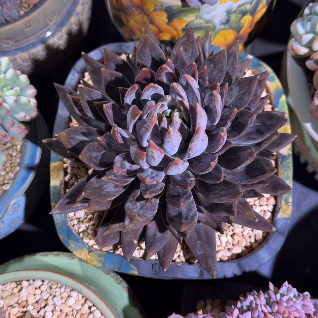 战神 20cm 一物一拍