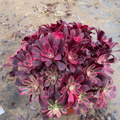 美杜莎多肉植物007