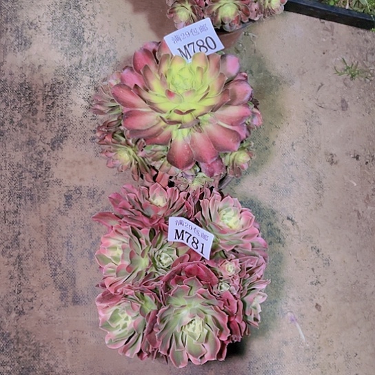 780韶华781白凤多肉植物