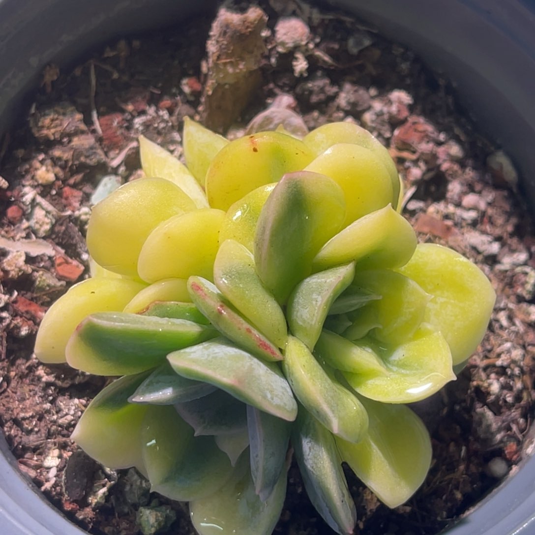 尚品特价抹茶菩提锦