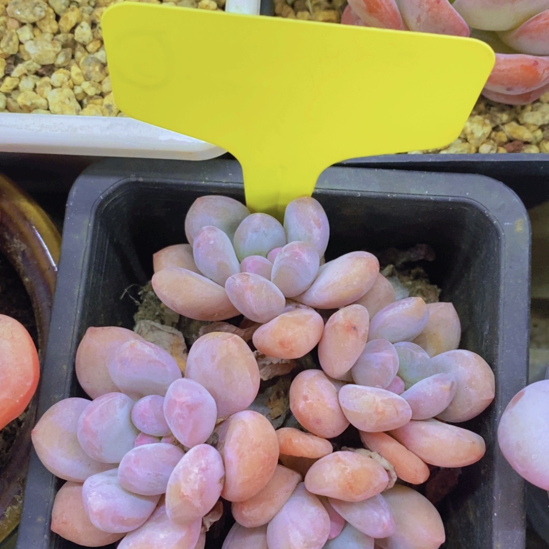 元旦第一场直播，节日快乐