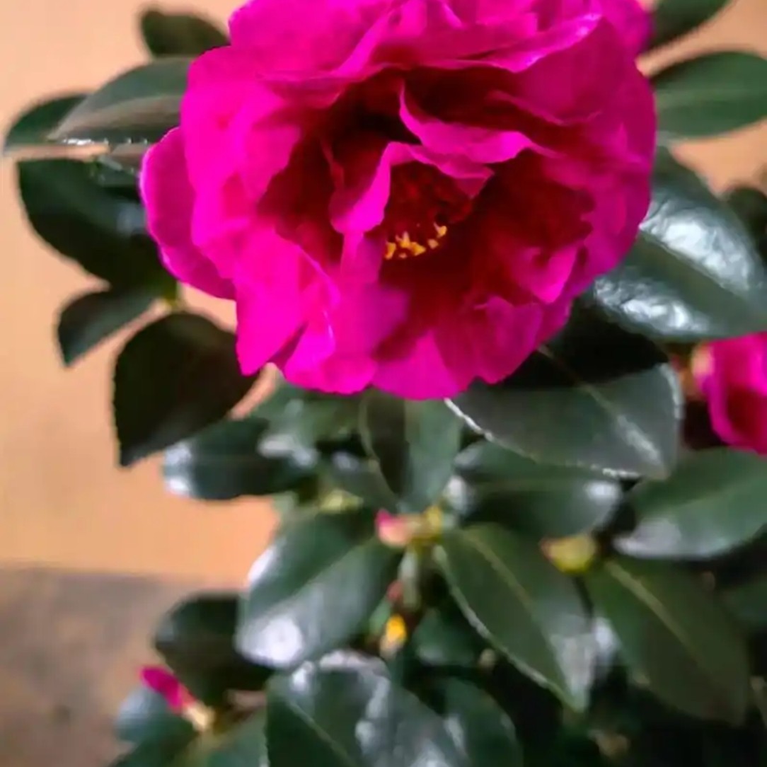 带花苞淡香型茶梅盆栽地栽室内外好养耐寒耐热四季可养花卉