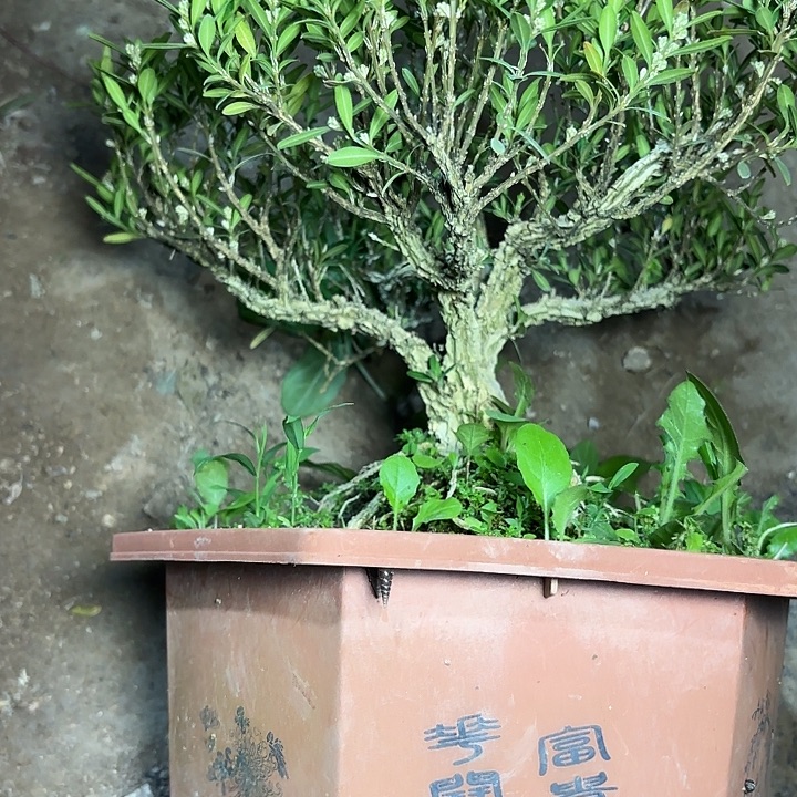 华***哥无花朵带土球发货