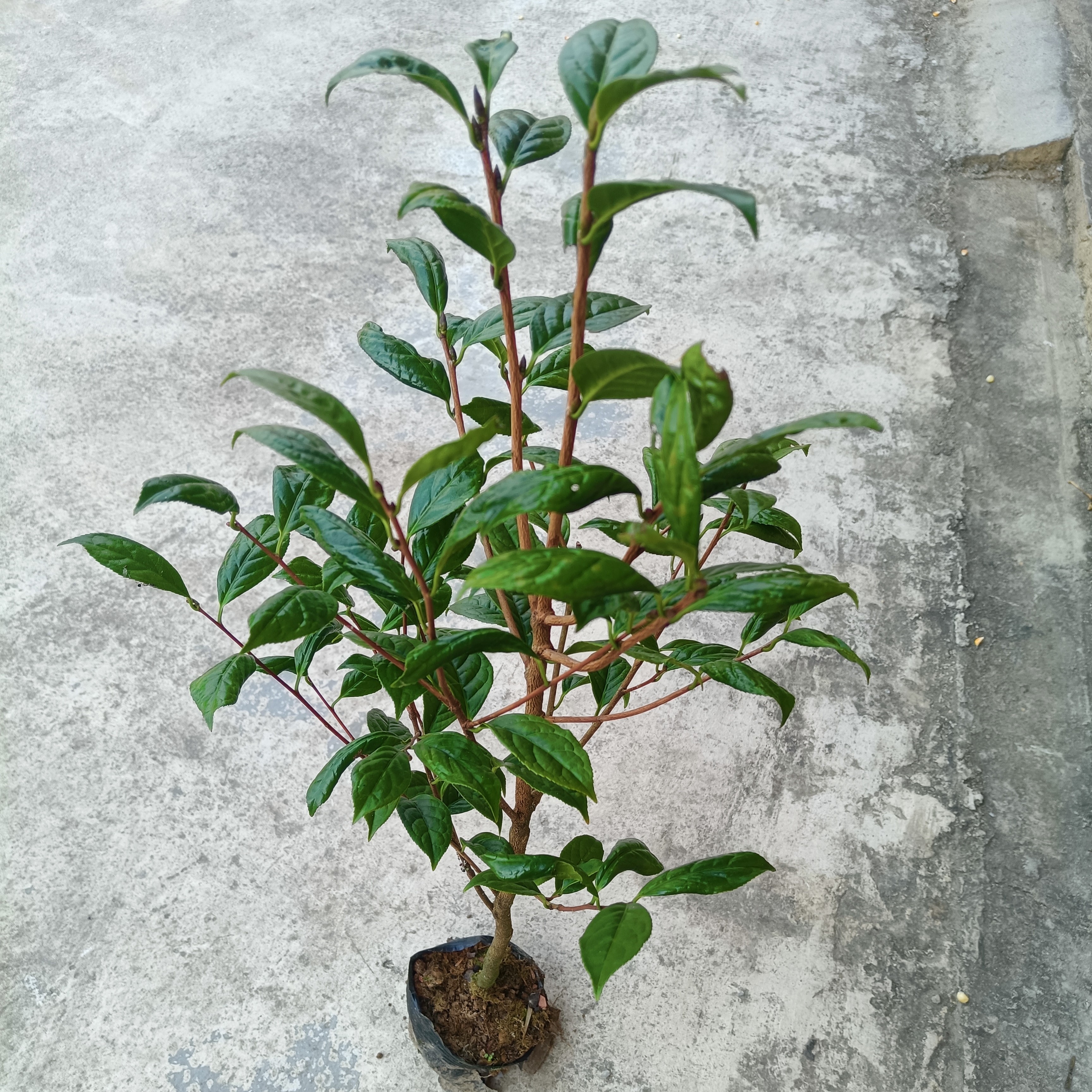 广西稀有优质小叶金花茶原生产地直发