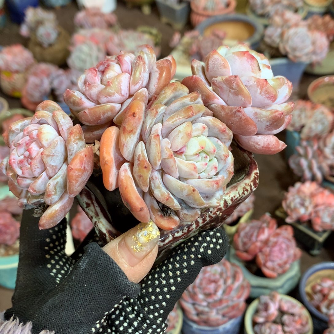 *****哈哈哈哈哈哈哈哈哈