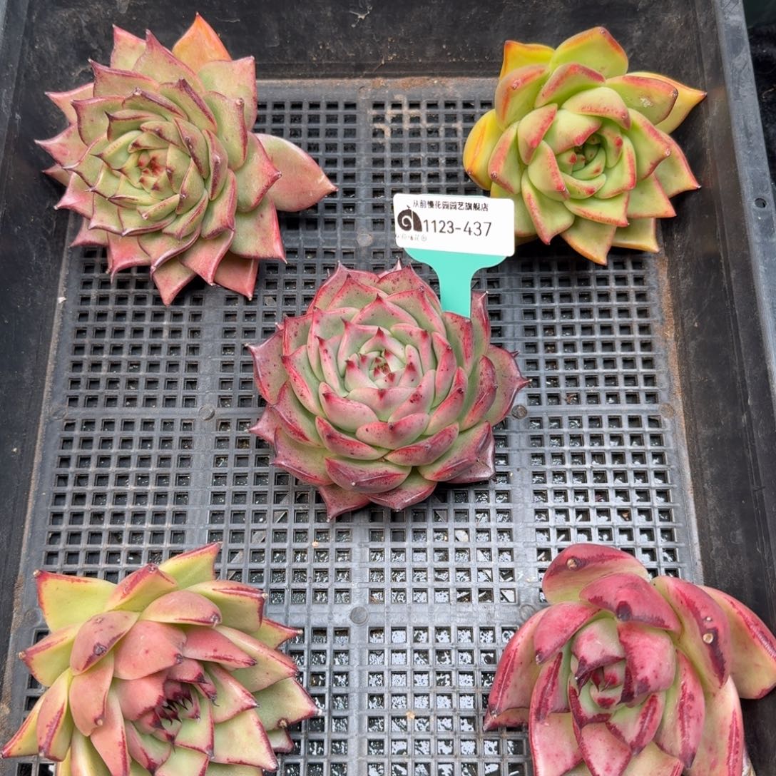 从前慢花园多肉编号1123.437
