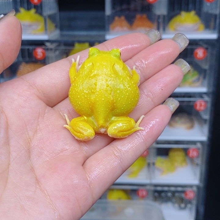 角蛙恭喜发财大吉大利