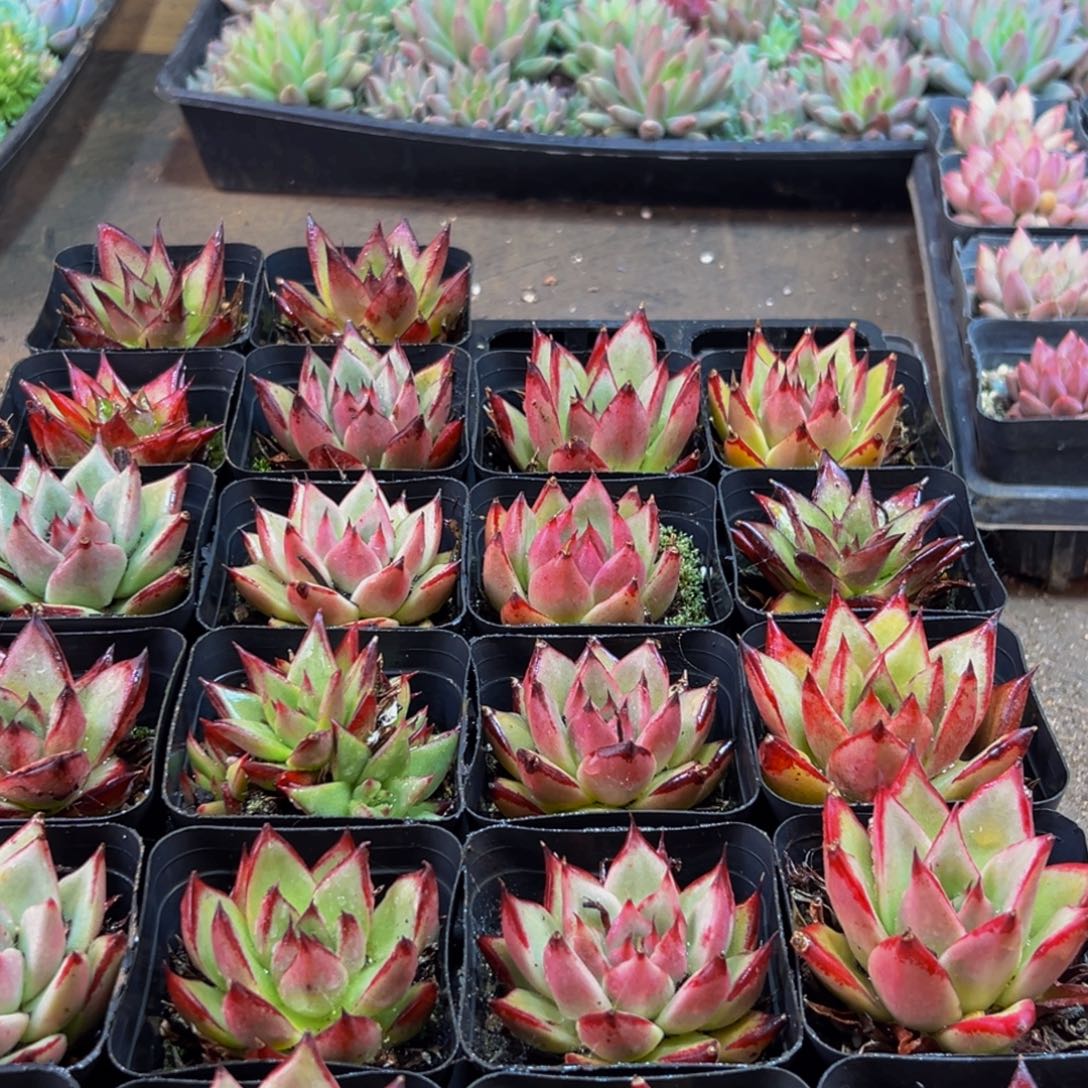 152多肉的小龙虾和一个小