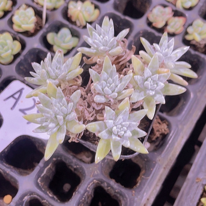 柒***汐精品A29号白菊多肉植物