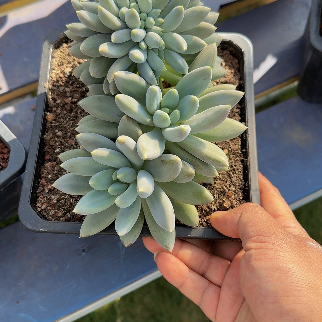 哥特萝莉竞拍价格