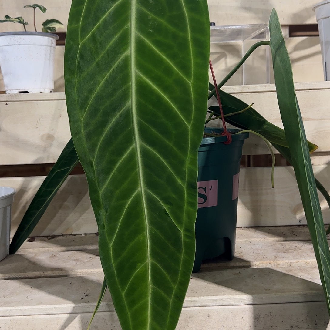 无花朵火鹤后（叶长51，新叶有伤）