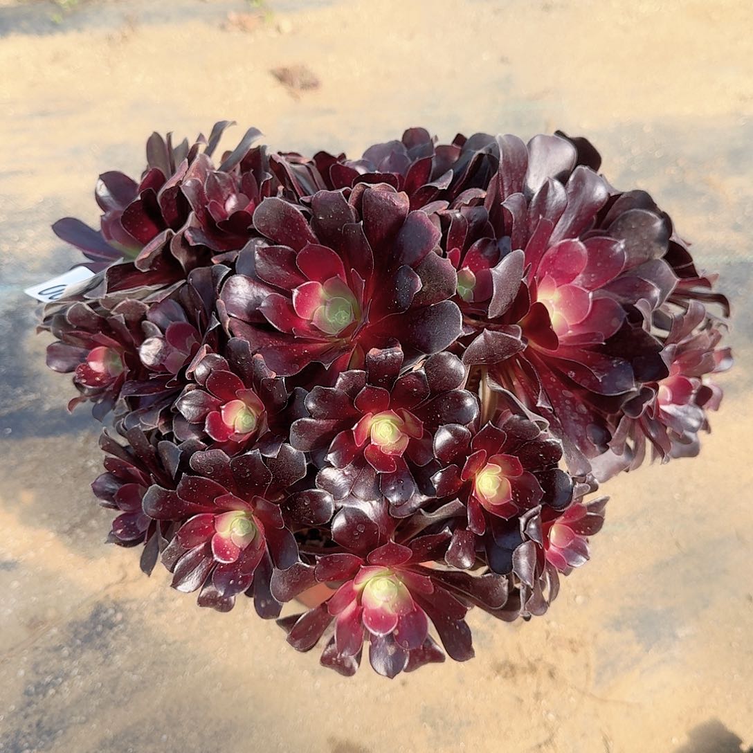 200欧紫朵朵满28包邮