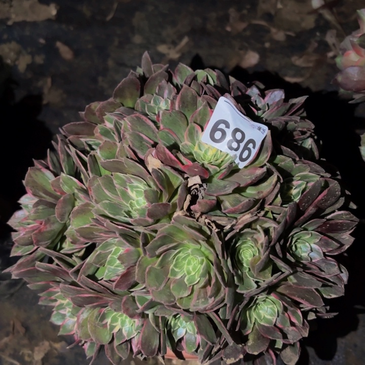 989万花筒多肉植物