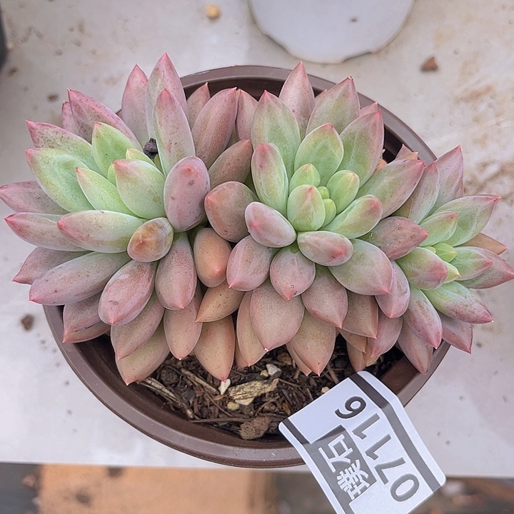 水晶球07116多肉植物