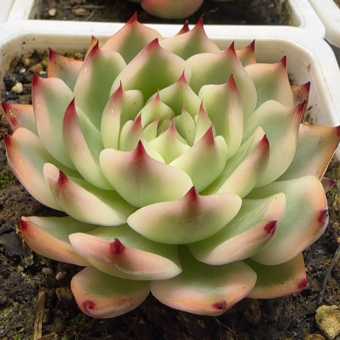 吉娃娃锦 多肉植物