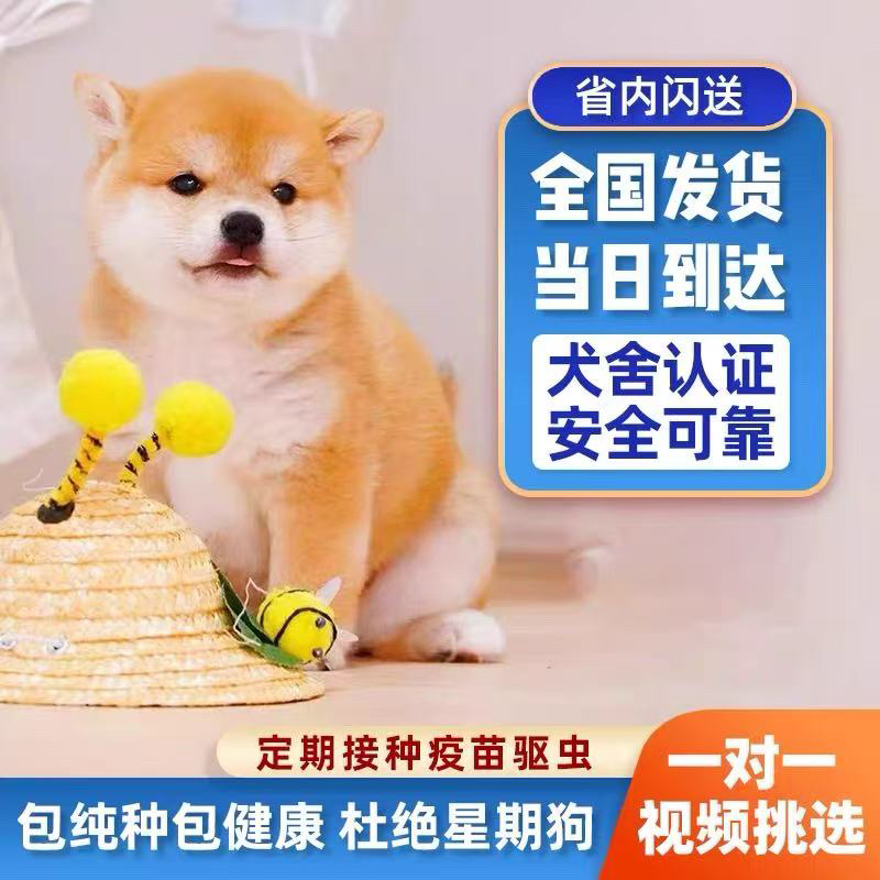 纯种柴犬幼犬豆柴活体日本柴犬幼崽小型犬柴犬赤色豆柴幼犬宠物狗