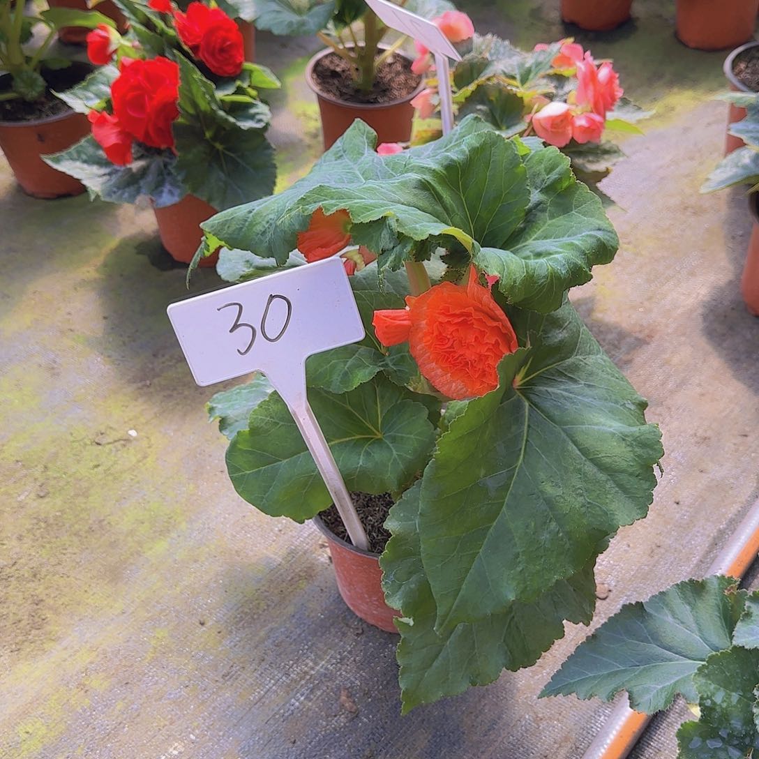 无花朵夫妻海棠种球系列30