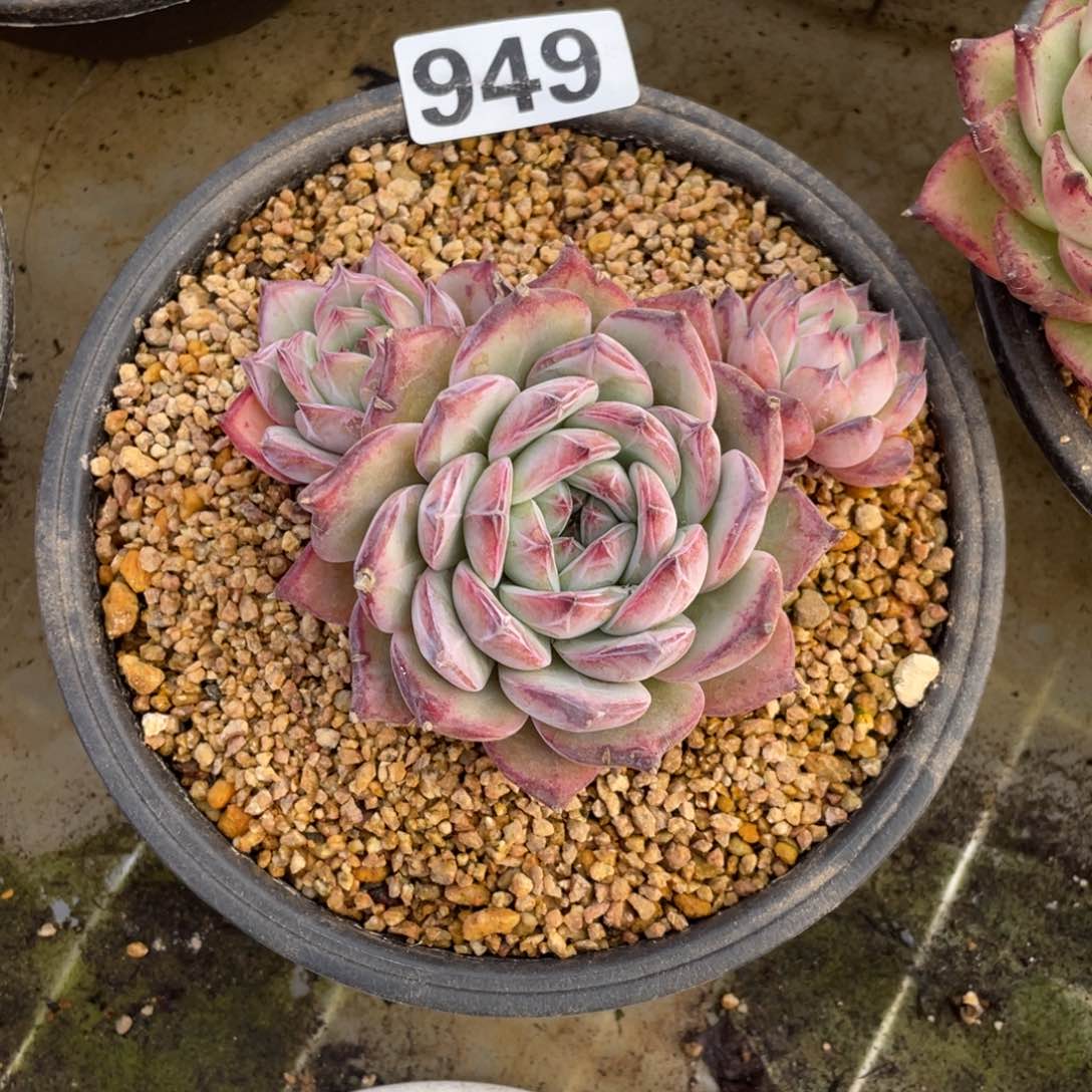 拉糖三头多肉一个949