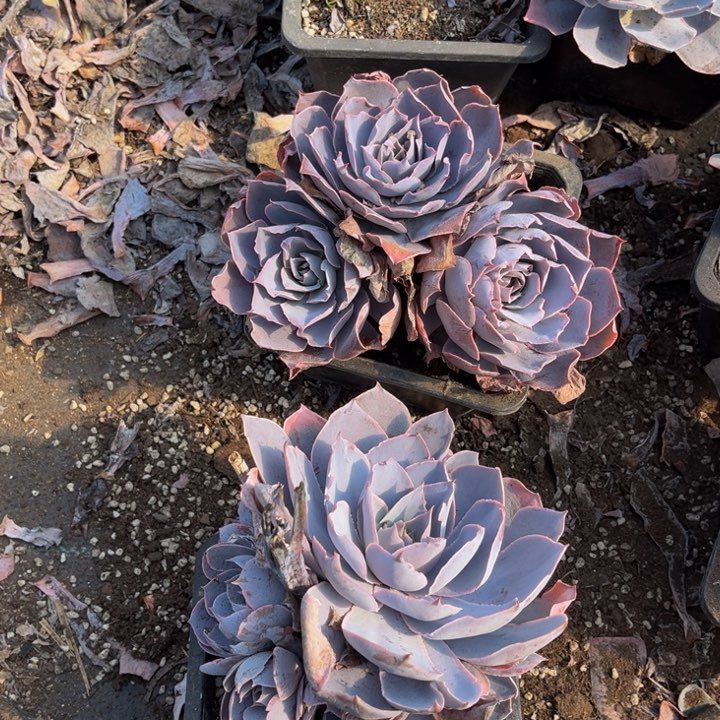 贫肯两颗140盆的