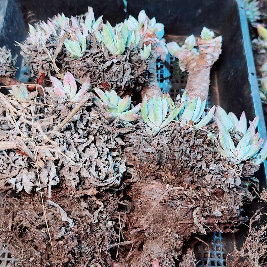 9185瑕疵框拍不售后